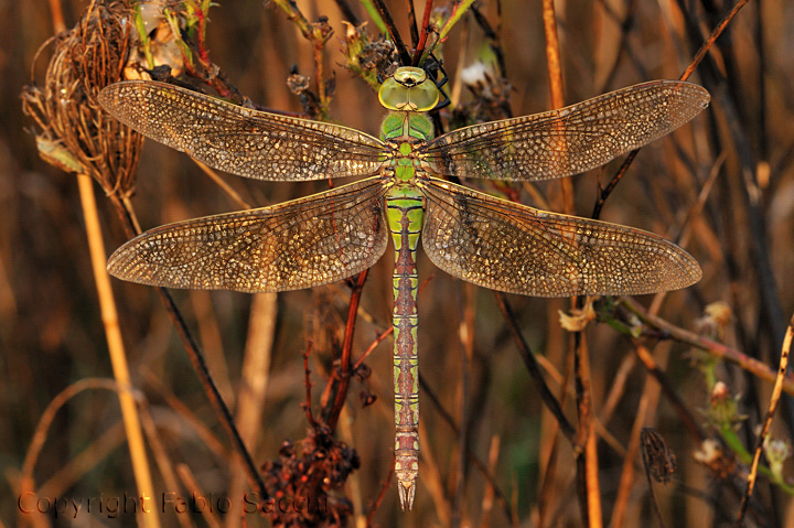 Anax imperator